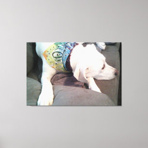 Impressão Em Tela Foto de cachorro branco fofo usando cachecol color