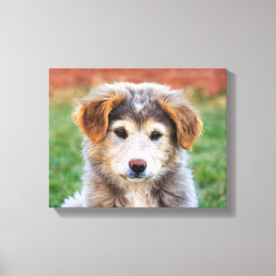 Impressão Em Tela Foto de Cão-Cãozinho Bonito Adorável