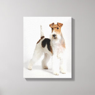 Impressão Em Tela Foto de Cão de Fox Terrier com Fio