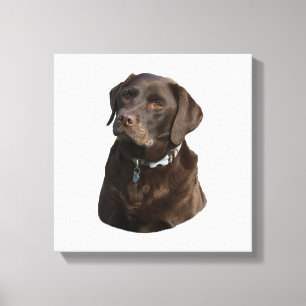 Impressão Em Tela Foto de chocolate Labrador