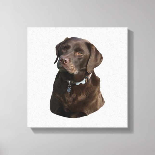 Impressão Em Tela Foto de chocolate Labrador (Frente)
