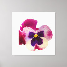 Foto de Flor de Pansy Rosa e Roxo Vibrante em Tela