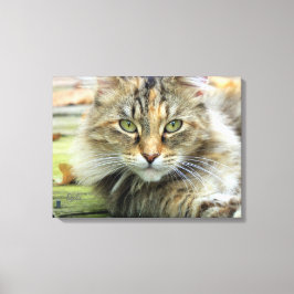 Impressão Em Tela Foto de Gato Marrom de Pelo Longo em Tela Enrolada
