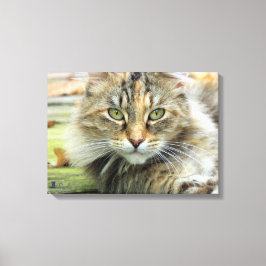 Impressão Em Tela Foto de Gato Marrom de Pelo Longo em Tela Enrolada
