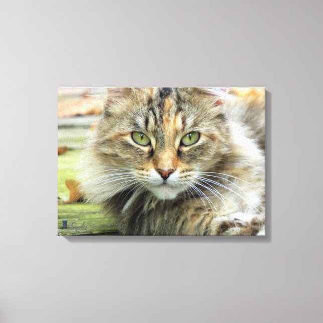 Impressão Em Tela Foto de Gato Marrom de Pelo Longo em Tela Enrolada (Frente)