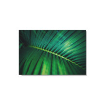 Foto de Natureza da Floresta Tropical de Folha Ver