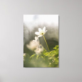 Impressão Em Tela Foto de Natureza de Anemone da Madeira