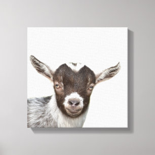 Impressão Em Tela Foto de porco-boi-fazenda