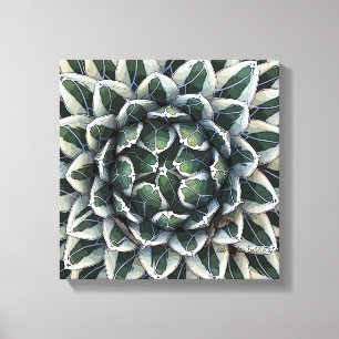Impressão Em Tela Foto de victoria-reginae da agave por Debra Lee