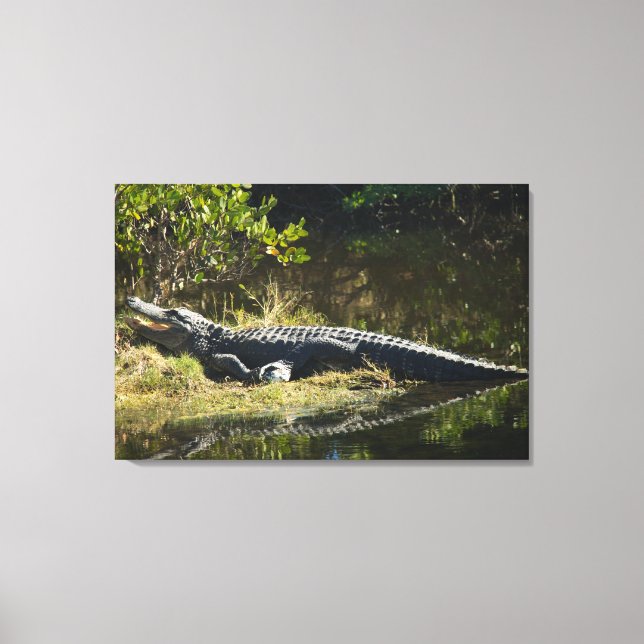 Impressão Em Tela Foto de vida selvagem de jacaré-americano tomando  (Frente)