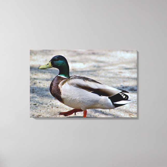 Impressão Em Tela Foto do Pato-real (Frente)