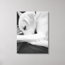 Foto em preto e branco de Cachorro Bonito Descansa