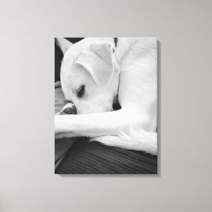 Impressão Em Tela Foto em preto e branco de Cachorro Bonito Descansa