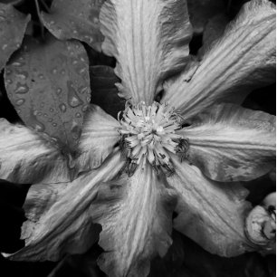 Impressão Em Tela Foto em preto e branco de Clematis após a chuva