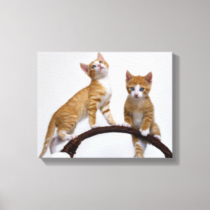 Impressão Em Tela Foto engraçada do Gym dos gatinhos bonitos dos