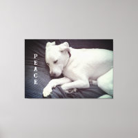Foto Fofa de Cachorro Branco Pacífico Dormindo