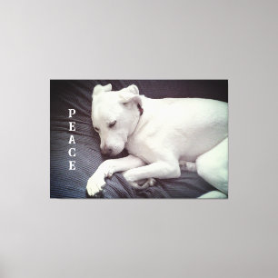 Impressão Em Tela Foto Fofa de Cachorro Branco Pacífico Dormindo