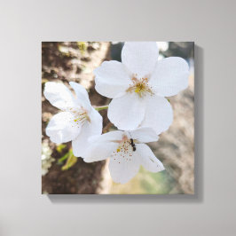 Impressão Em Tela Fotografia aproximada de flor de cerejeira