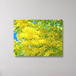 Impressão Em Tela Fotografia Botânica Floral Amarela Mimosa