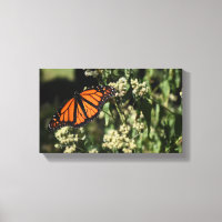 Fotografia da Borboleta Negra Laranja