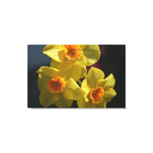 Fotografia da flor daffodil amarela primavera.