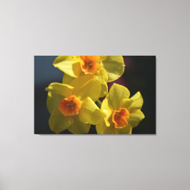 Impressão Em Tela Fotografia da flor daffodil amarela primavera.