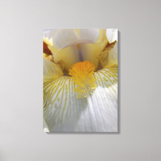 Impressão Em Tela Fotografia da Flor Íris
