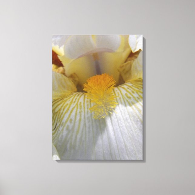 Impressão Em Tela Fotografia da Flor Íris (Frente)