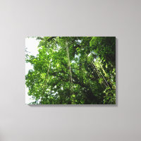 Fotografia da floresta tropical Jungle Ropes