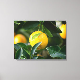 Impressão Em Tela Fotografia da Fruta da árvore Lemon