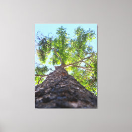 Impressão Em Tela Fotografia da Natureza de uma Majestosa Árvore de 