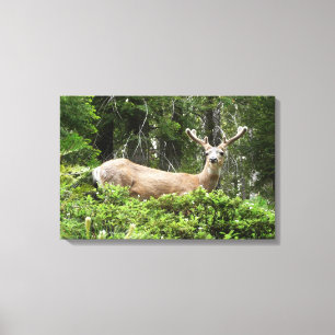 Impressão Em Tela Fotografia da Natureza de Veados em Yosemite
