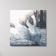 Fotografia da natureza do cisne branco