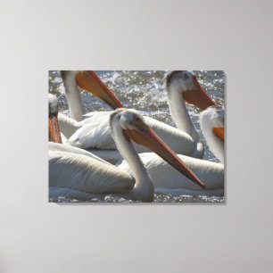 Impressão Em Tela Fotografia da Natureza do Pelicano Branco American