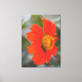 Impressão Em Tela Fotografia da Natureza Flor Laranja Quente Vibrant