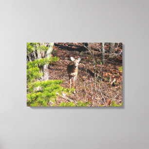 Impressão Em Tela Fotografia da Natureza: Veado Adorável na Floresta