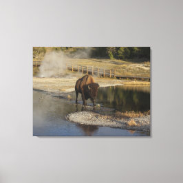 Impressão Em Tela Fotografia da vida selvagem Bison Yellowstone