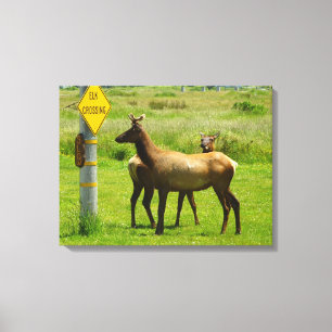Impressão Em Tela Fotografia da vida selvagem de Elk Crossing na Cal