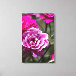 Impressão em tela Fotografia de belas rosas