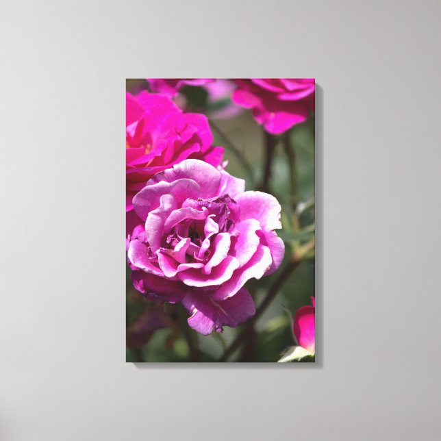 Impressão em tela Fotografia de belas rosas (Frente)