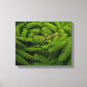 Impressão Em Tela Fotografia de Fern Fine Art