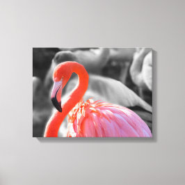 Impressão Em Tela Fotografia de Flamingo Bird