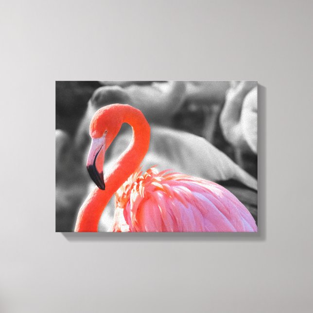 Impressão Em Tela Fotografia de Flamingo Bird (Frente)