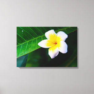 Impressão Em Tela Fotografia de Flor de Plumeria