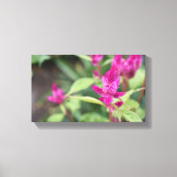 Fotografia de Flores Rosa Celosia Garden Nature