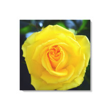 Fotografia de linda flor de rosa amarela.