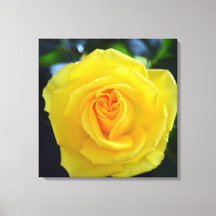 Impressão Em Tela Fotografia de linda flor de rosa amarela.