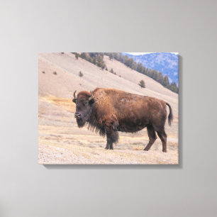 Impressão Em Tela Fotografia do Búfalo Americano, Yellowstone