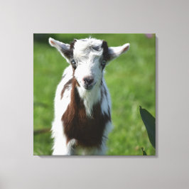 Impressão Em Tela Fotografia do jovem Capô