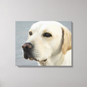 Impressão Em Tela Fotografia dourada de labrador retriever